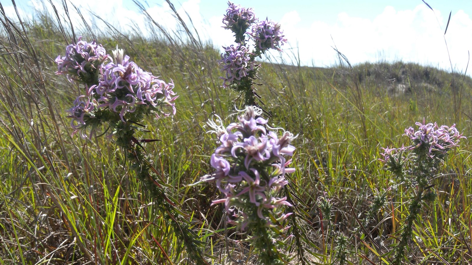 A tall feather like pink/purple flower. 