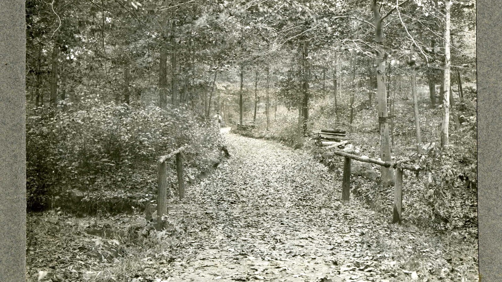Black and white of path over bridge with fallen leaves on it and lined with trees and shrubs