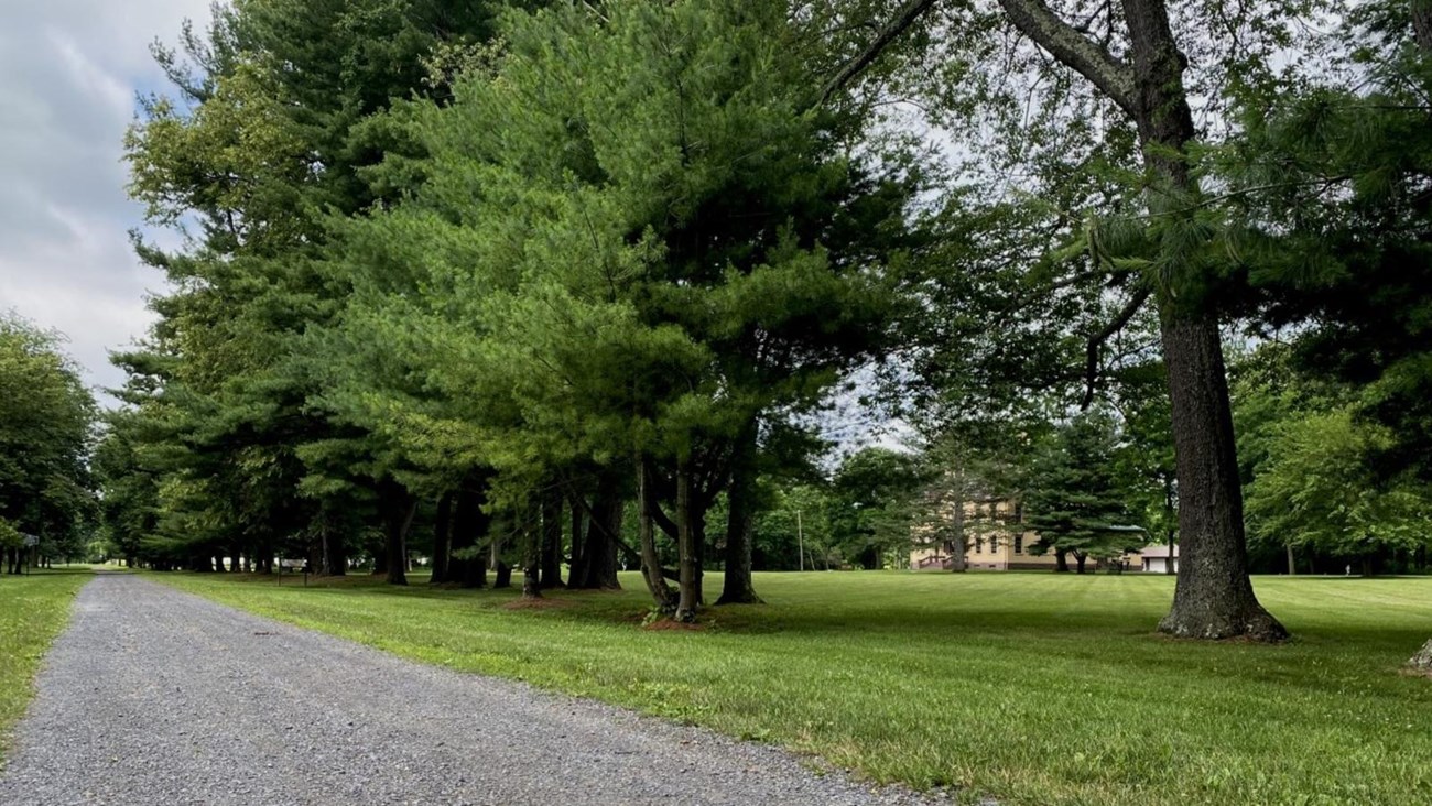 Gravel pathway alongside a row of trees.