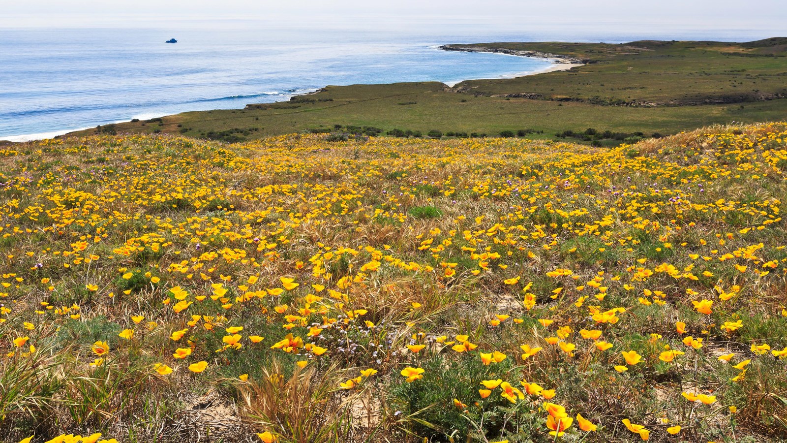 Flower on terrace in foreground with coastal point in distance.