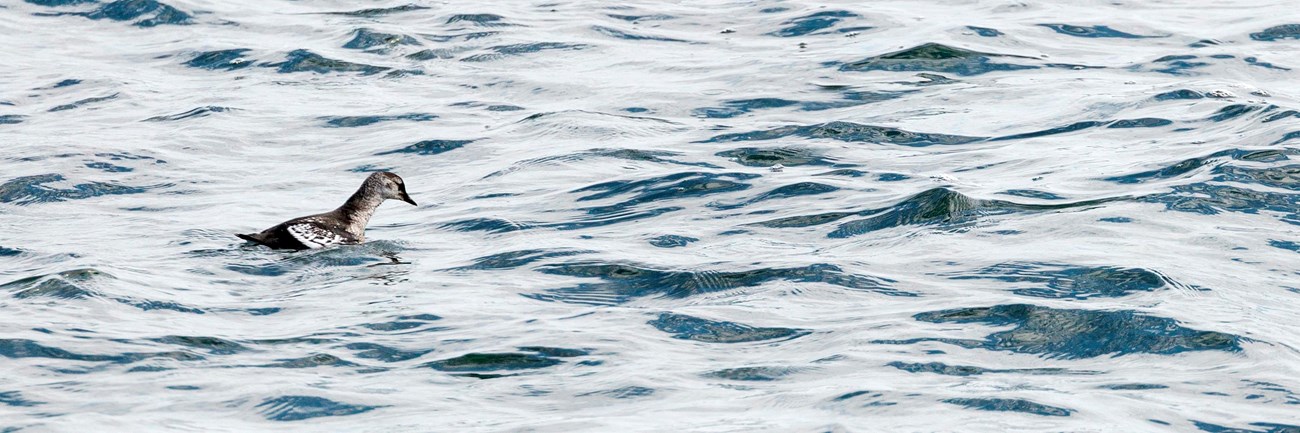 A black guillemot waits to dive underwater for food