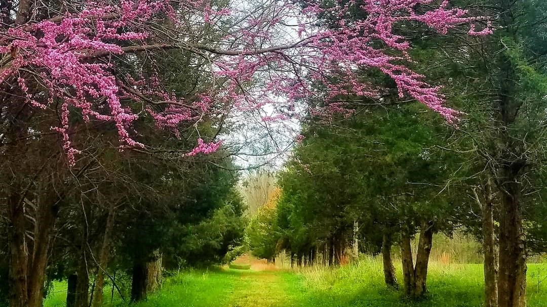 A gold grassy path cuts between rows of evergreen trees with a pink redbud tree in the foreground.