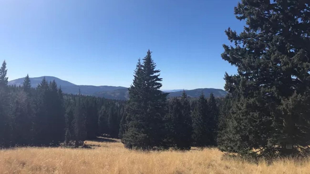 Looking across a mountain meadow to a grove of conifer trees and a distant mountain.