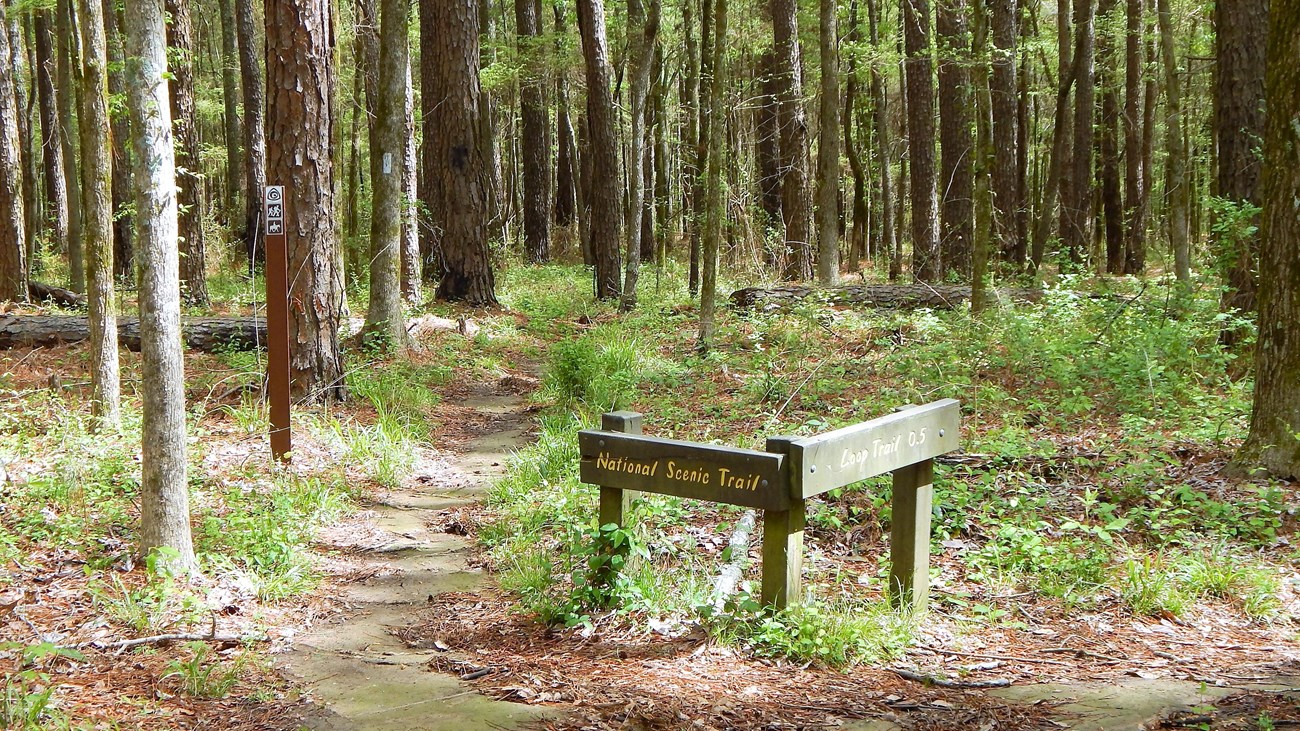 Trail junction on the Yockanookany section. Brown sign with yellow letters alerts visitor to trail.