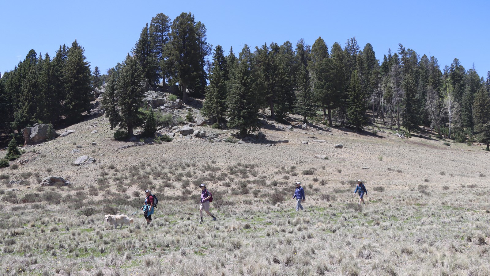 Four hikers and one leashed dog hike a narrow trail at the base of a forested lava dome.