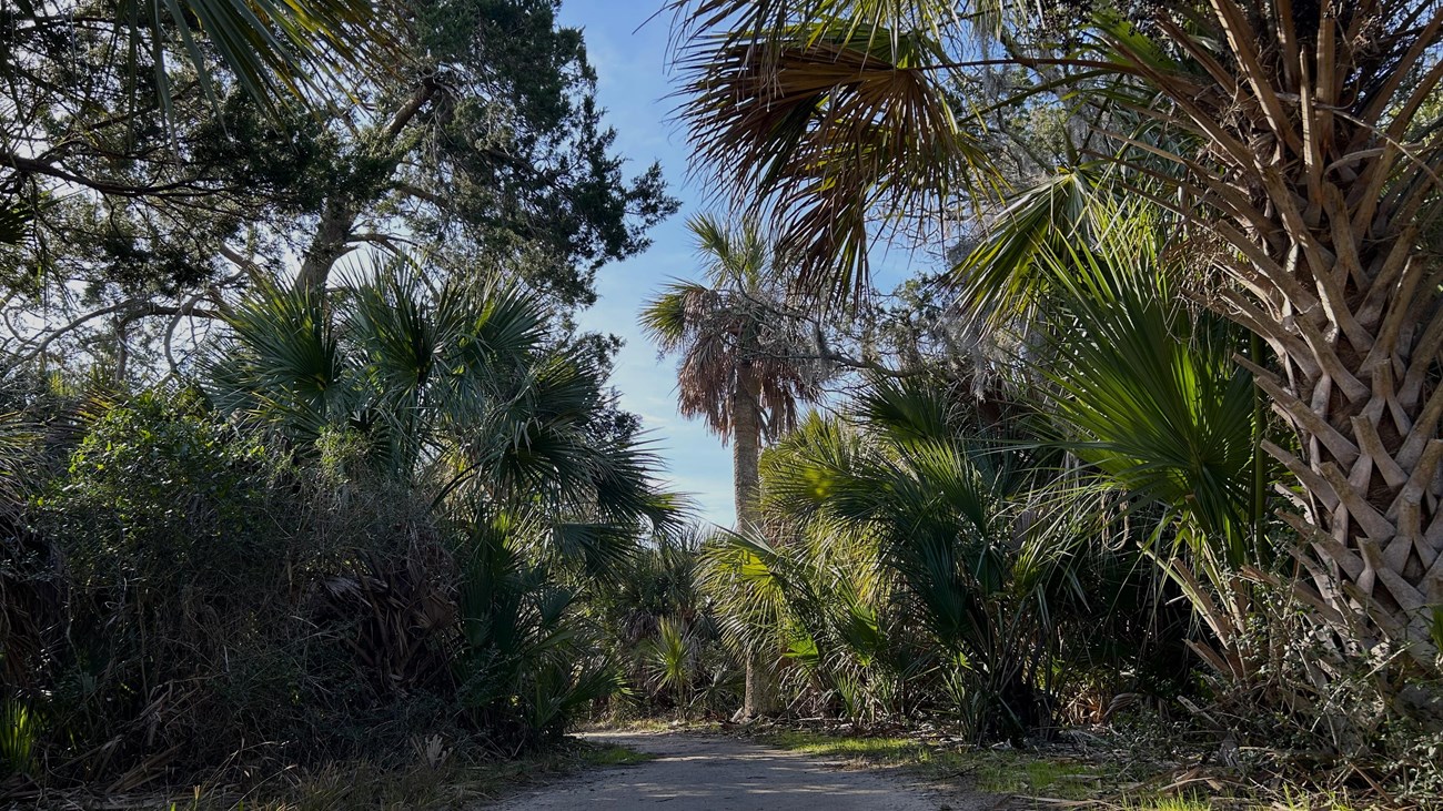 A sandy trail with palm trees and palmettos on the sides. 