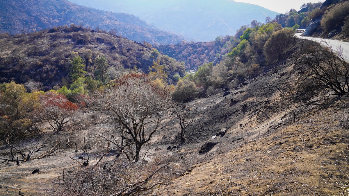 A sloped hillside of chaparral vegetation is burned along a stretch of highway.