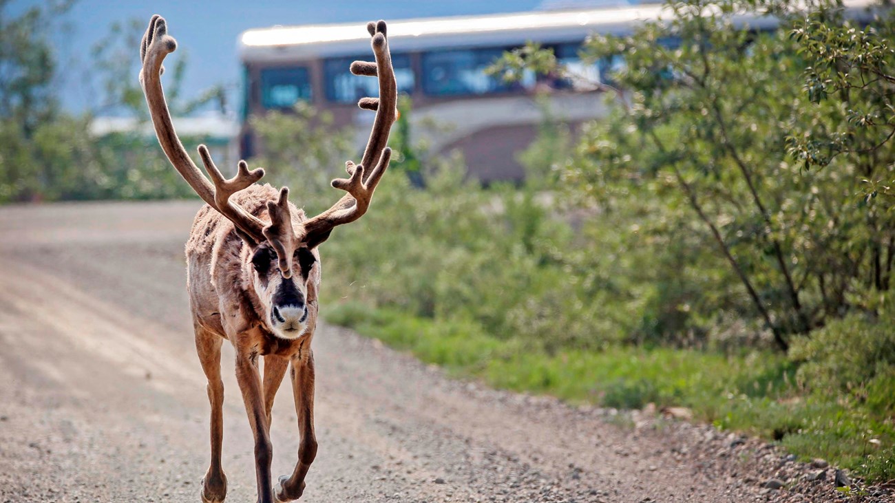 a bus parked on a gravel road near a caribou that is walking along the road