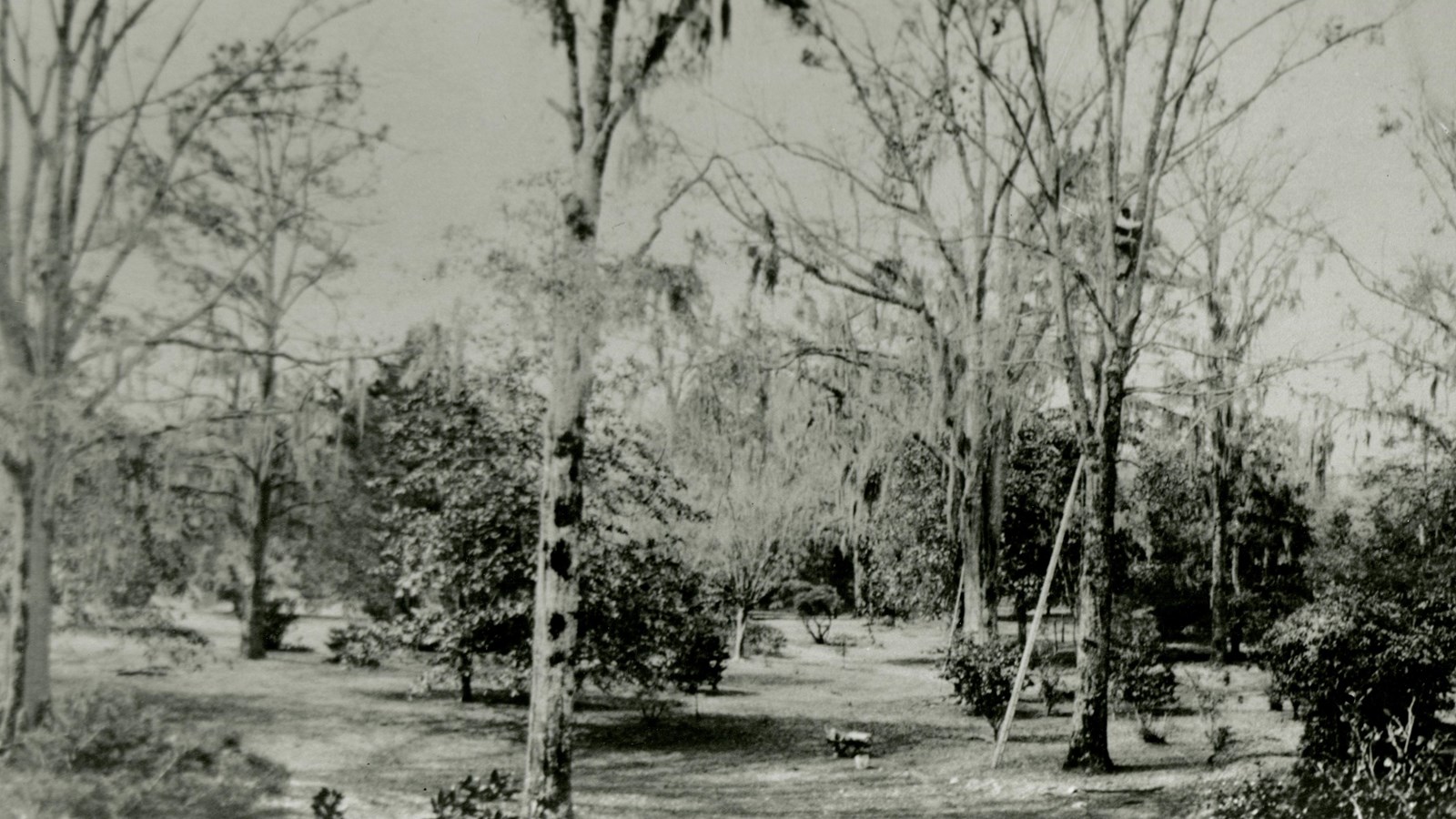 Large yard with trees and shrubs scattered throughout the yard