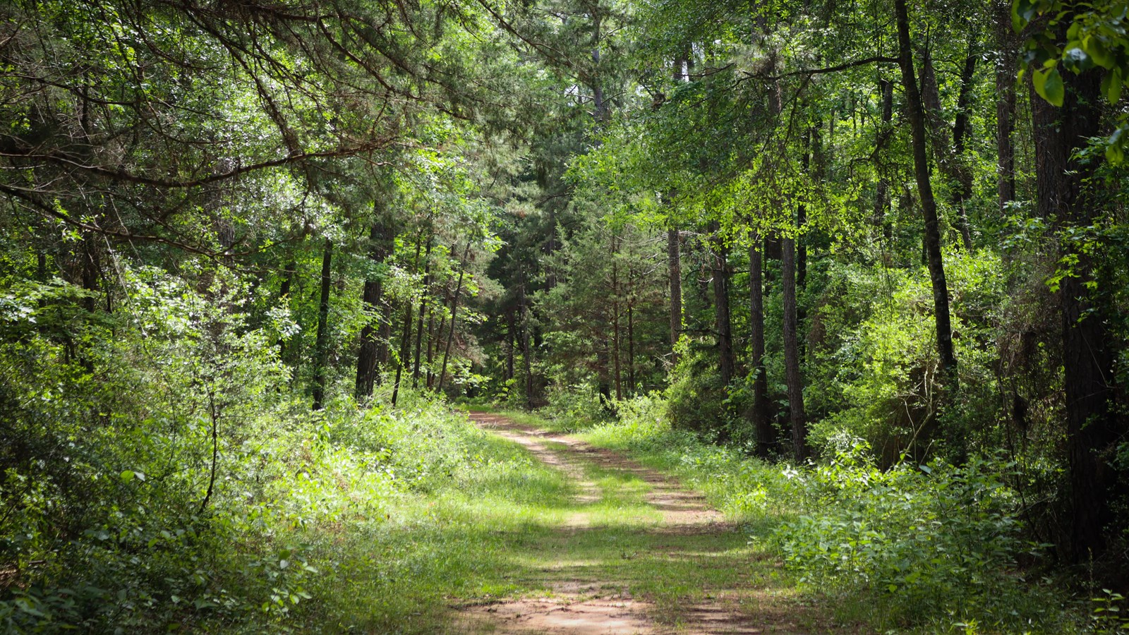 A wide path lined with grass curves into a dense green forest on a sunny spring day.