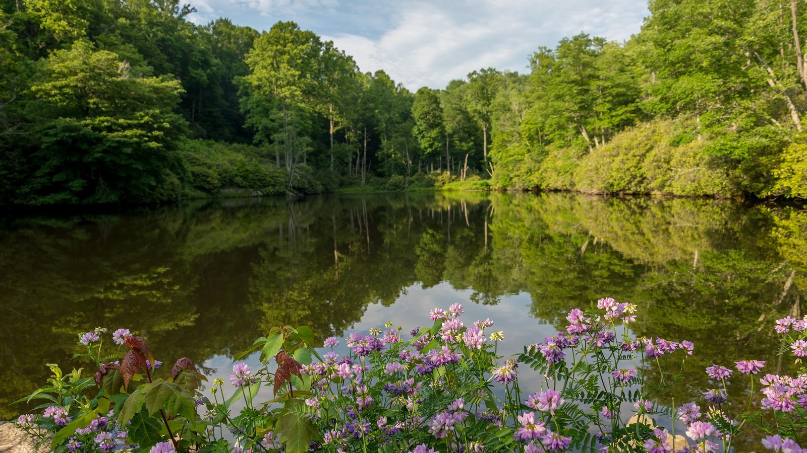 A green forest surrounds a quiet pond, while pink rhododendrons bloom in the foreground.