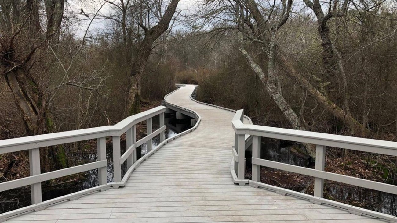 A white boardwalk winds through a swampy forest