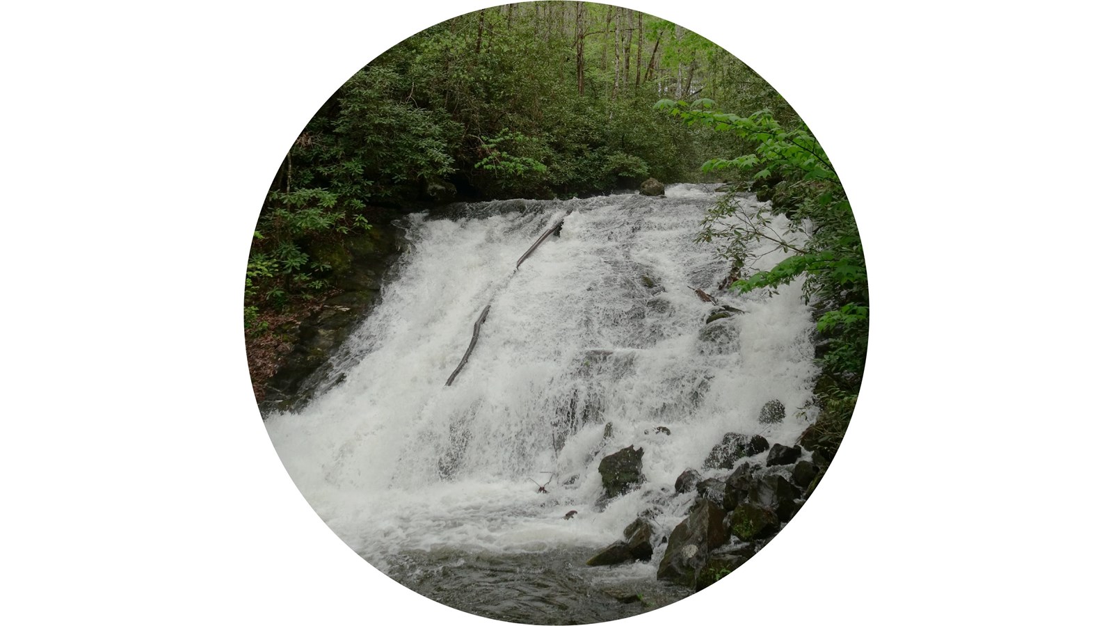 A wide, stout waterfall in a forest.