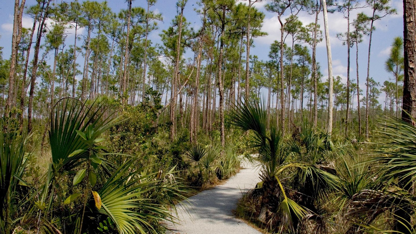 A light gray paved path meanders through green palms. Tall green pine tops reach into a blue sky