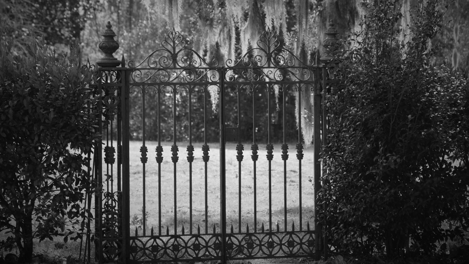 Decorative iron gate with shrubs on either side