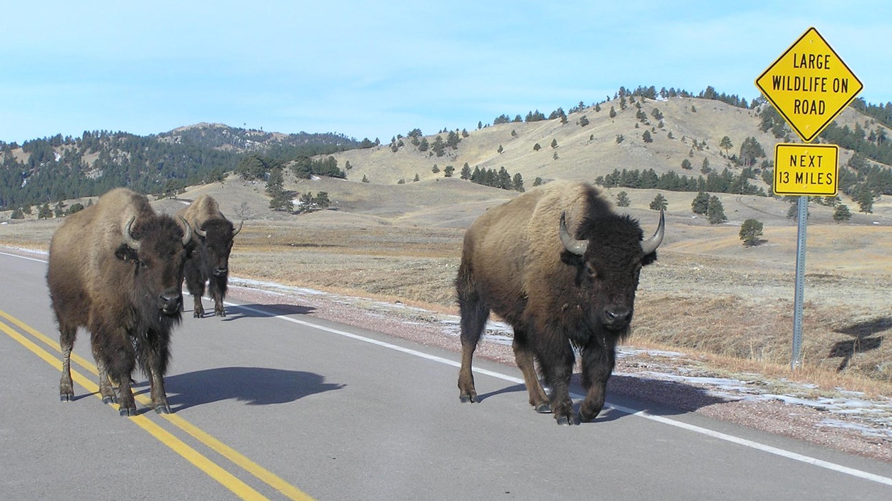 three bison walk down the highway next to a sign reading: large wildlife on road next 13 miles