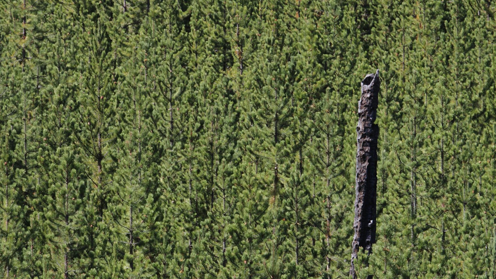 A dense forest of young lodgepole pine trees surrounds a charred trunk from a mature tree.