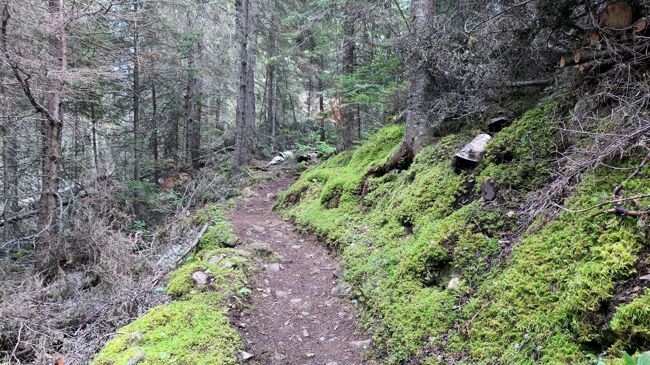 A trail winds through moss and a forest. 