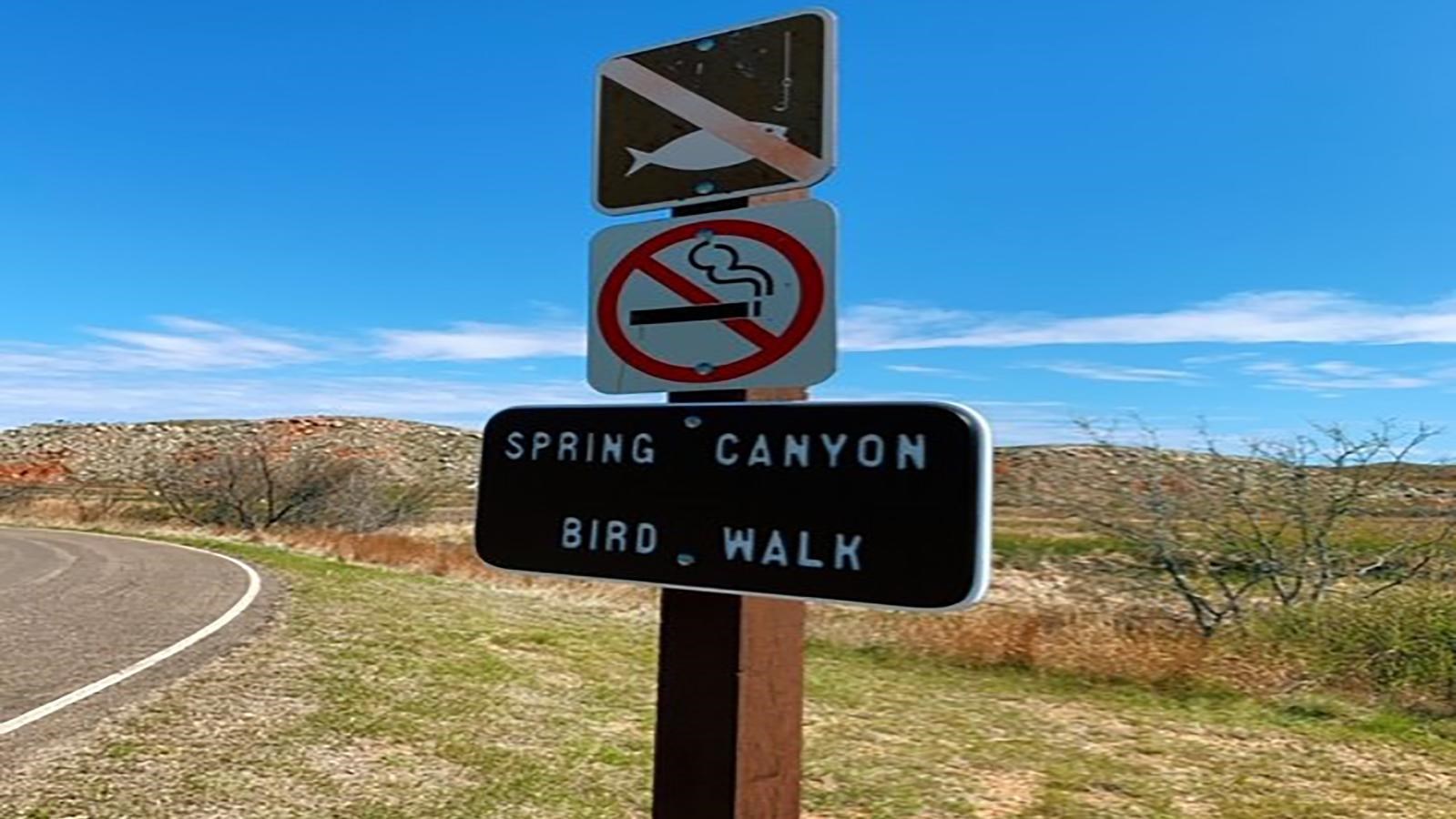 Birdwatching at Spring Canyon 