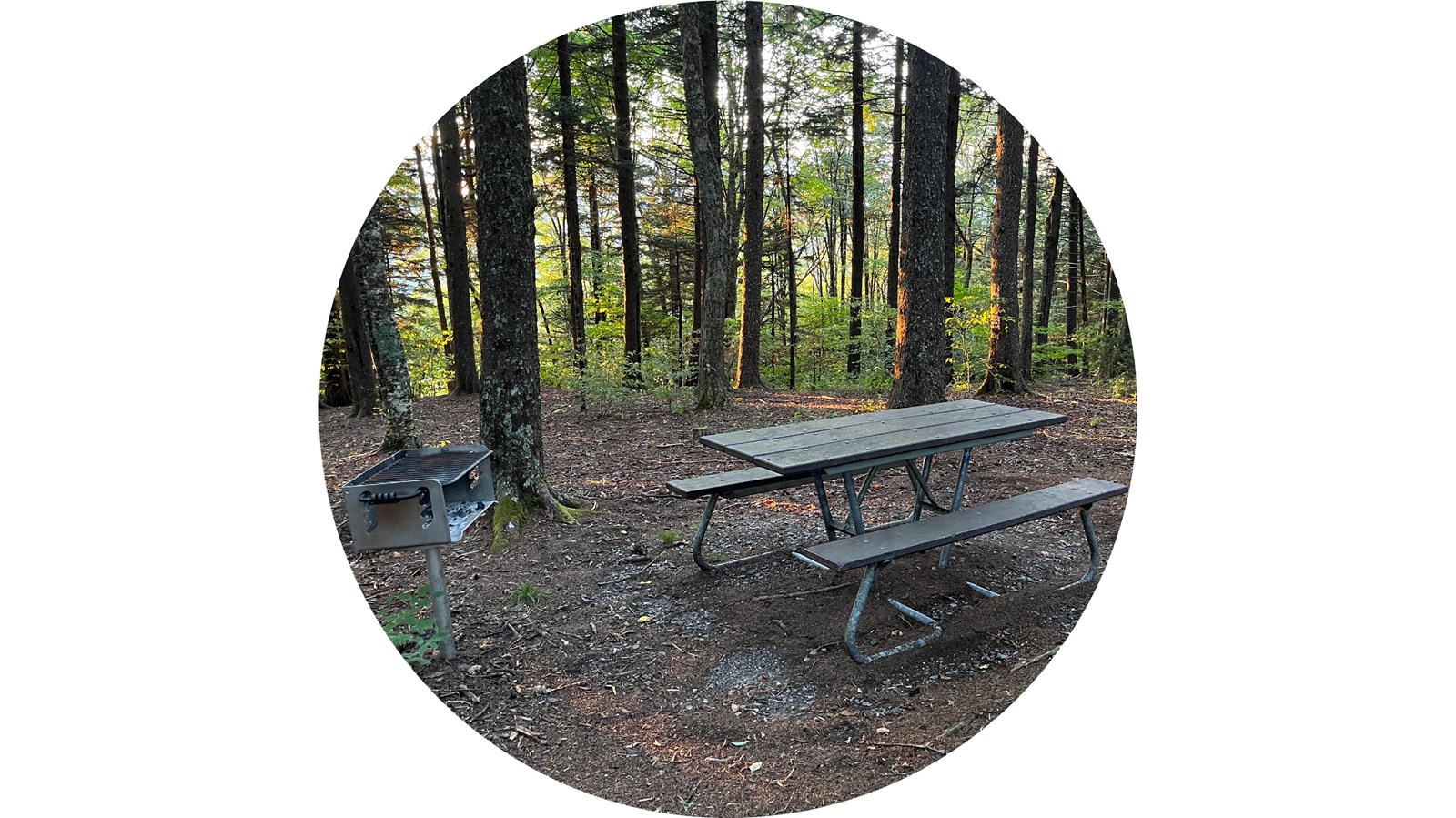 A brown picnic table with metal legs beside a metal grill near trees and other picnic tables.