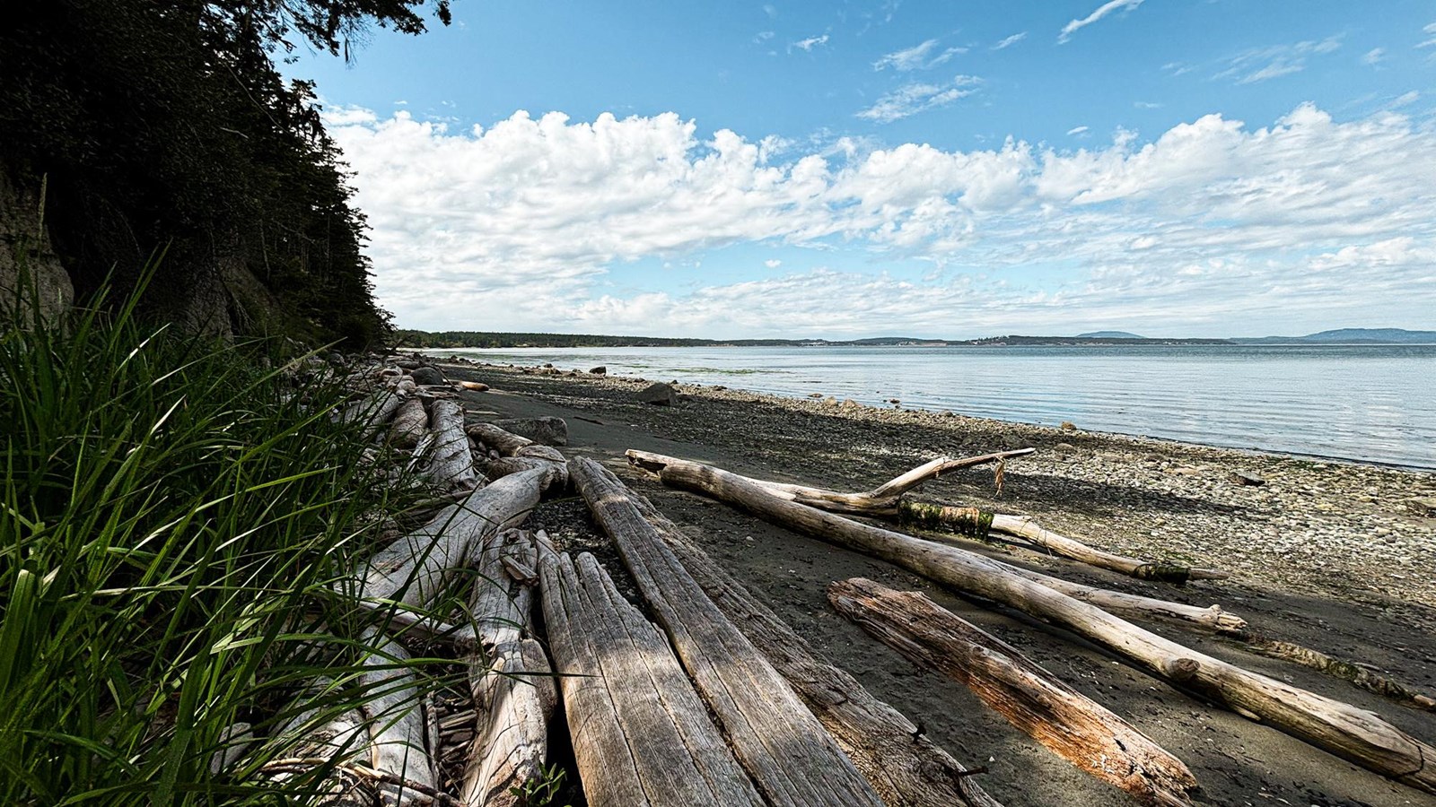 A rocky beach with driftwood near dunegrass.