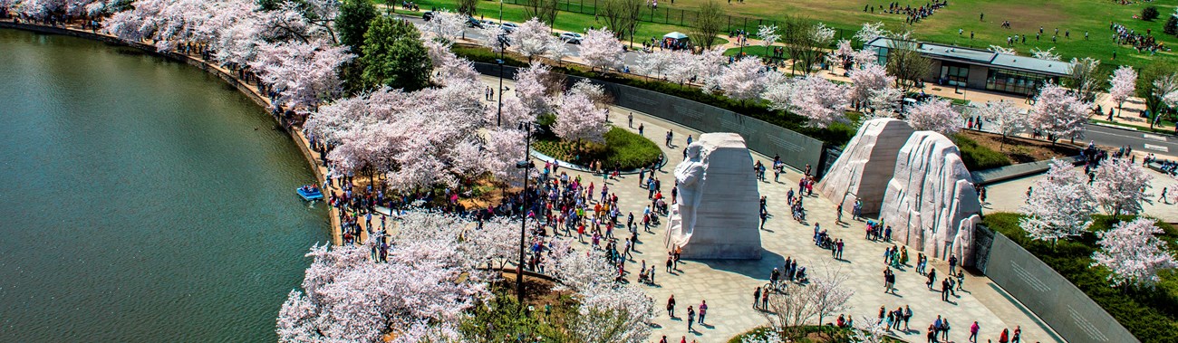 Aerial view of Martin Luther King, Jr. memorial during cherry blossom season.