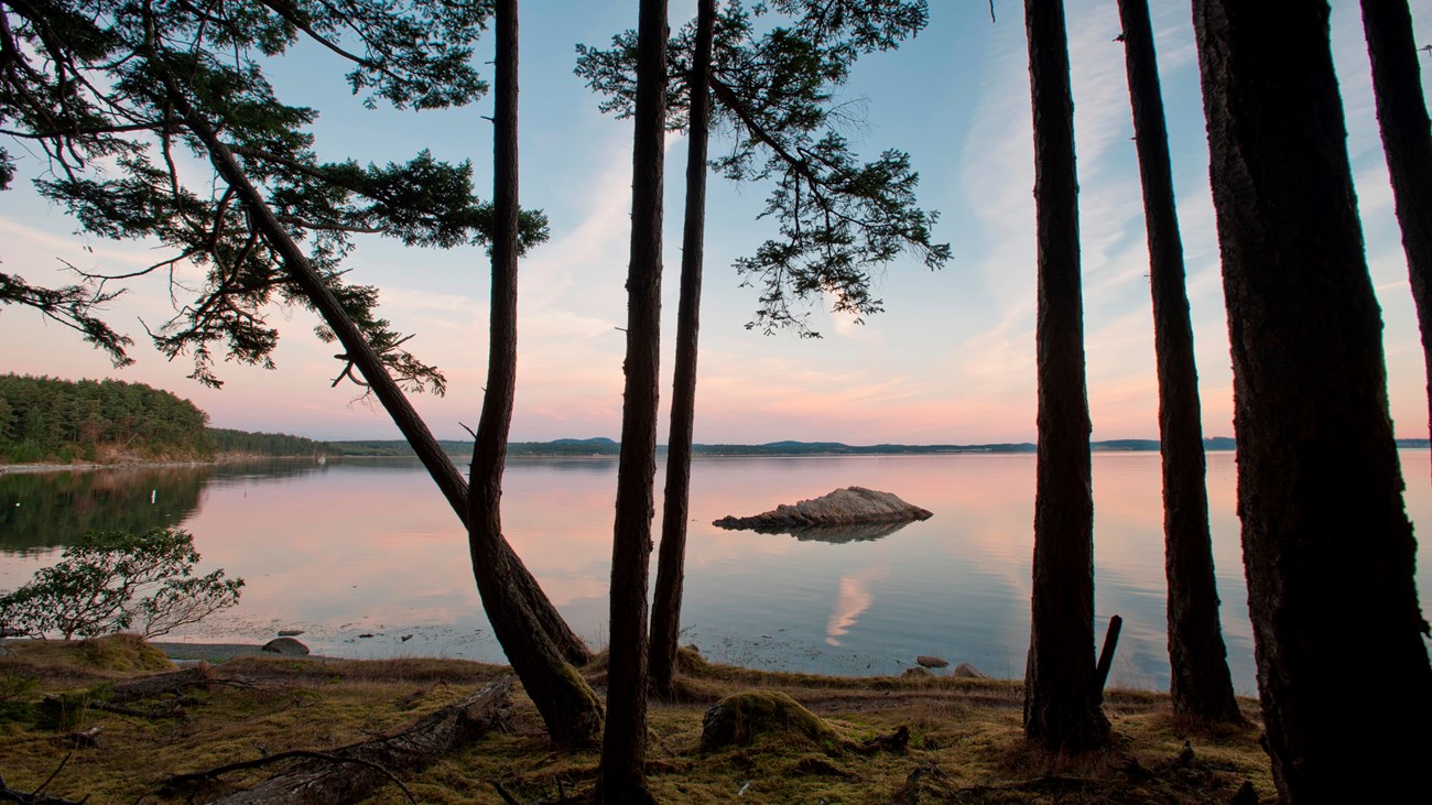 View through the trees of a calm ocean bay during sunset