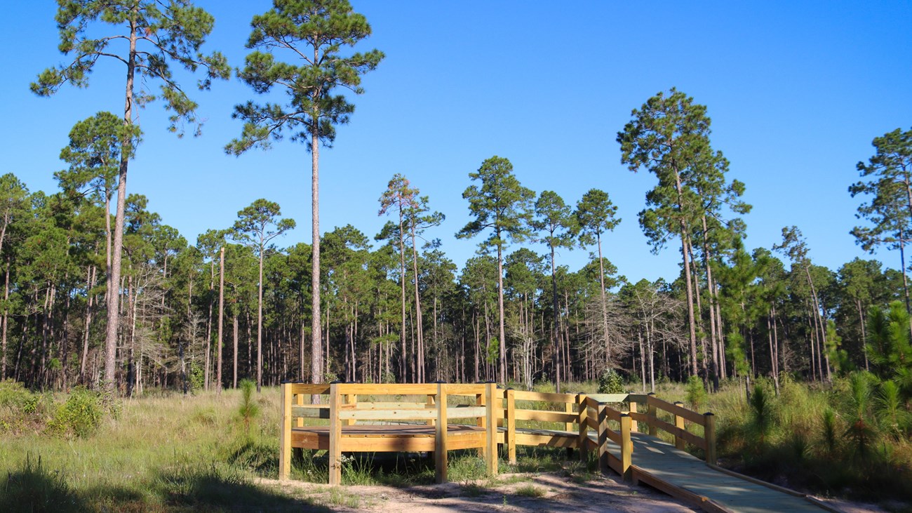A wooden platform set in a clearing in a pine forest.