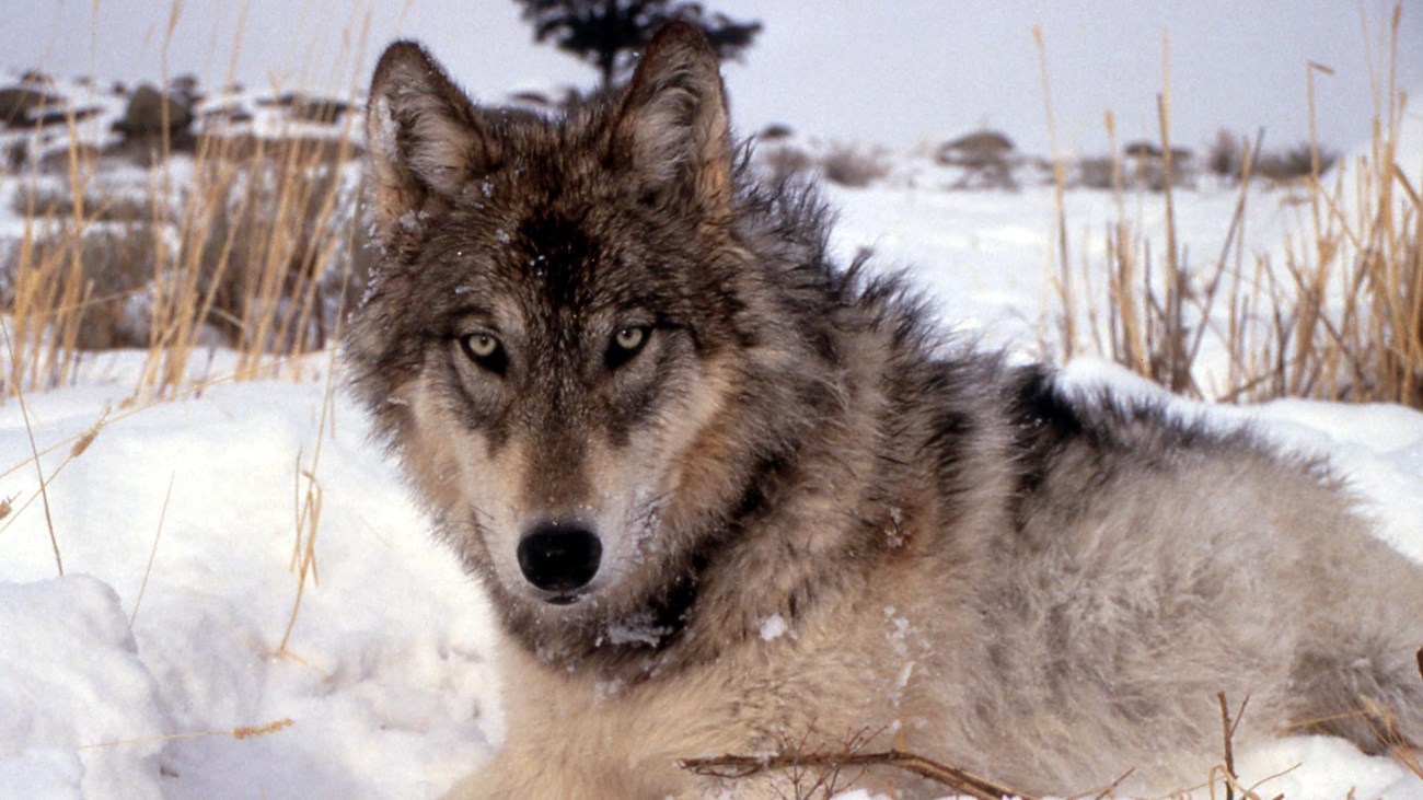 A wolf lays in the snow, with shoots of dead grass in the background. It has gray fur and gray eyes.