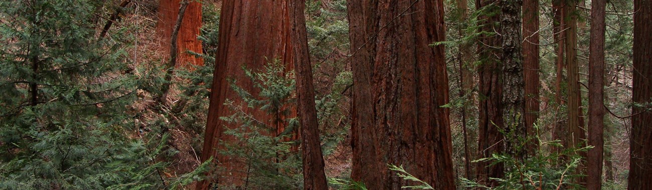 Red sequoia trunks tower over green underbrush