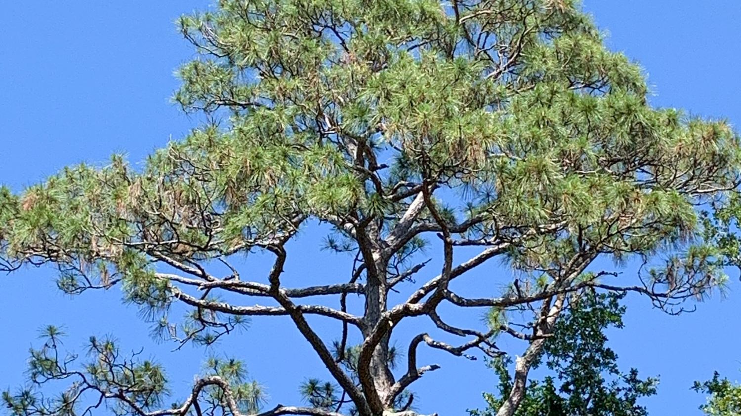A tall pine tree with vines covering its trunk
