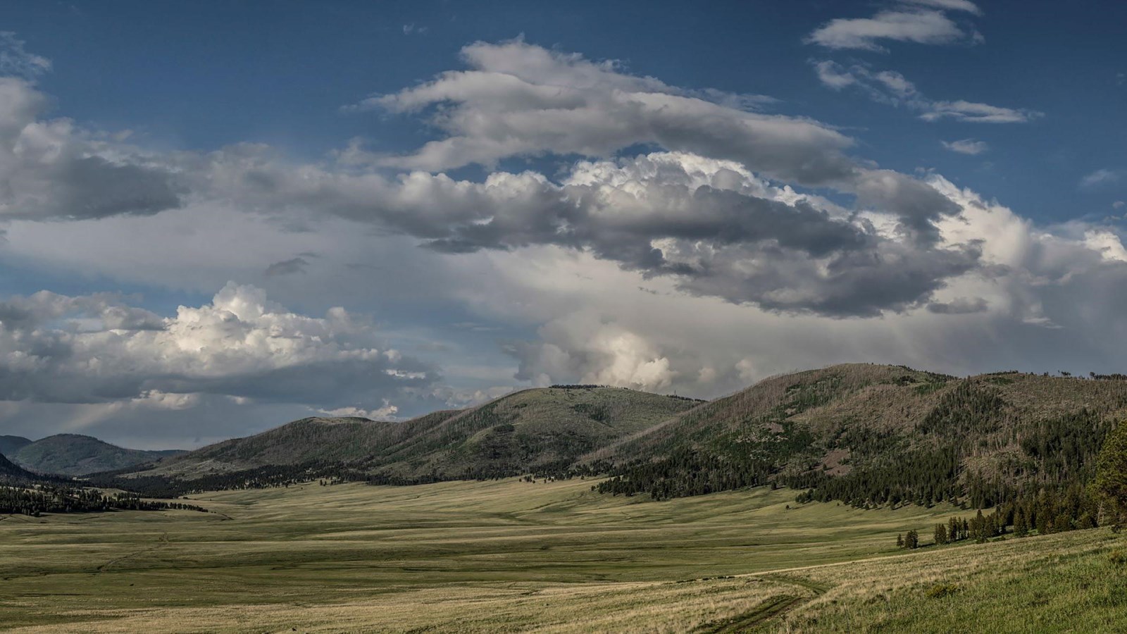 A sweeping view across a montane grassland with forested lava domes rolling beyond.