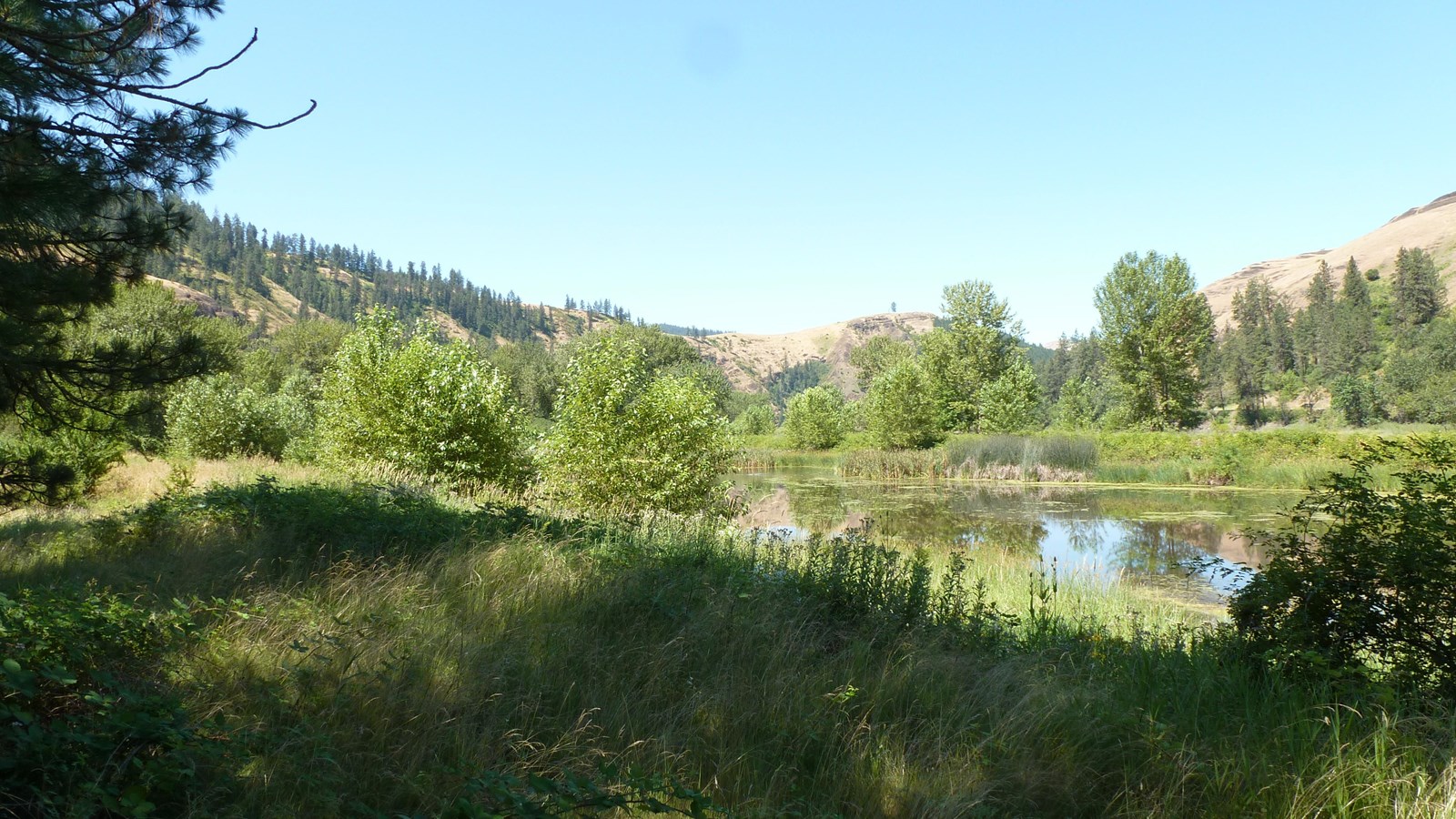 Grassy wetland area at Looking Glass Camp