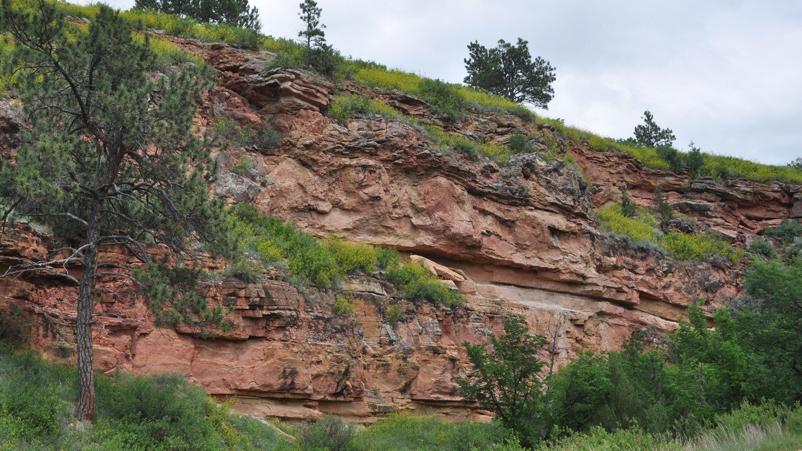 a reddish and gray canyon wall with shrubs on both the top and bottom of the canyon