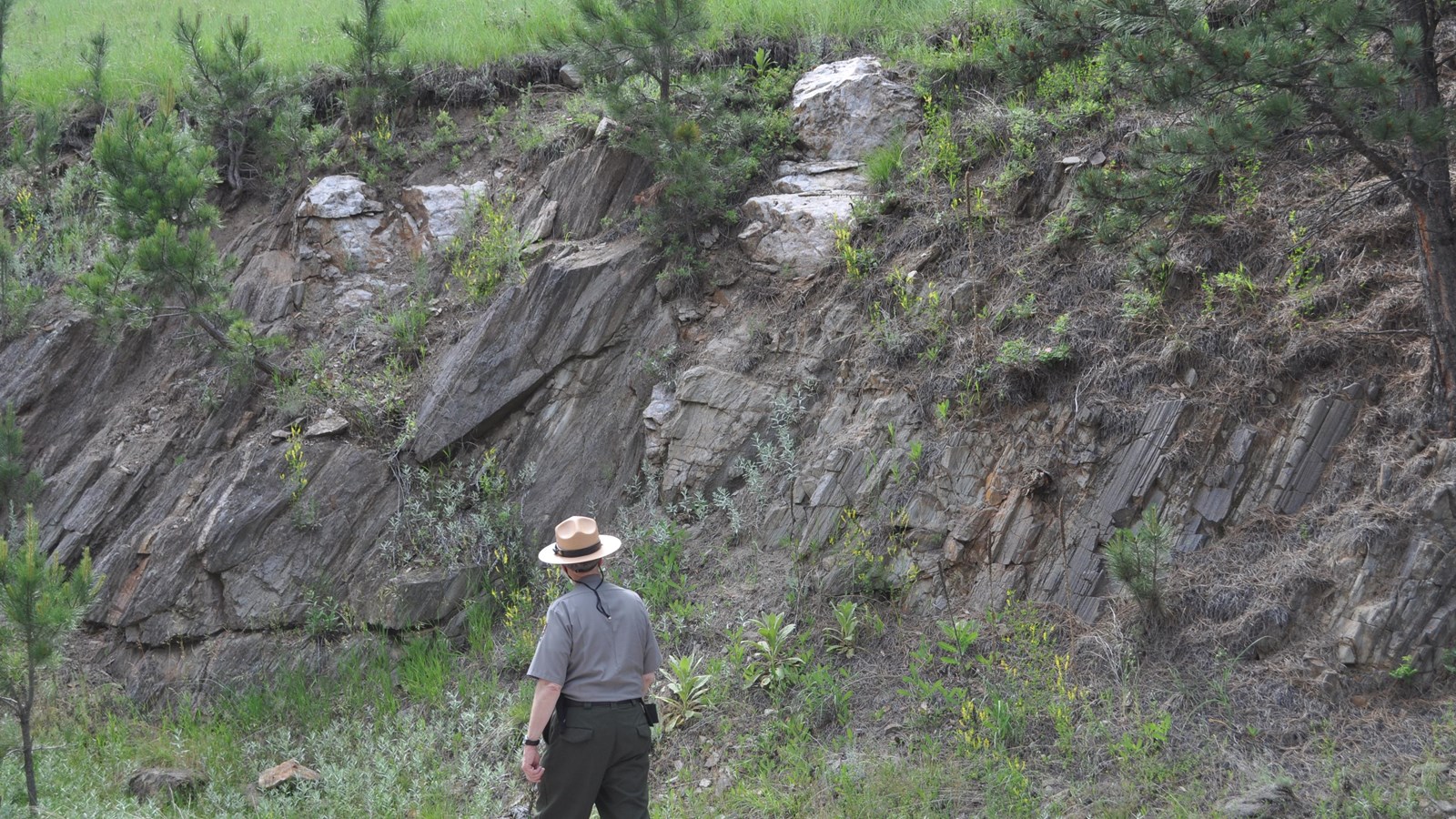 a ranger looking at a gray rocky outcrop with many very thin almost vertical layers