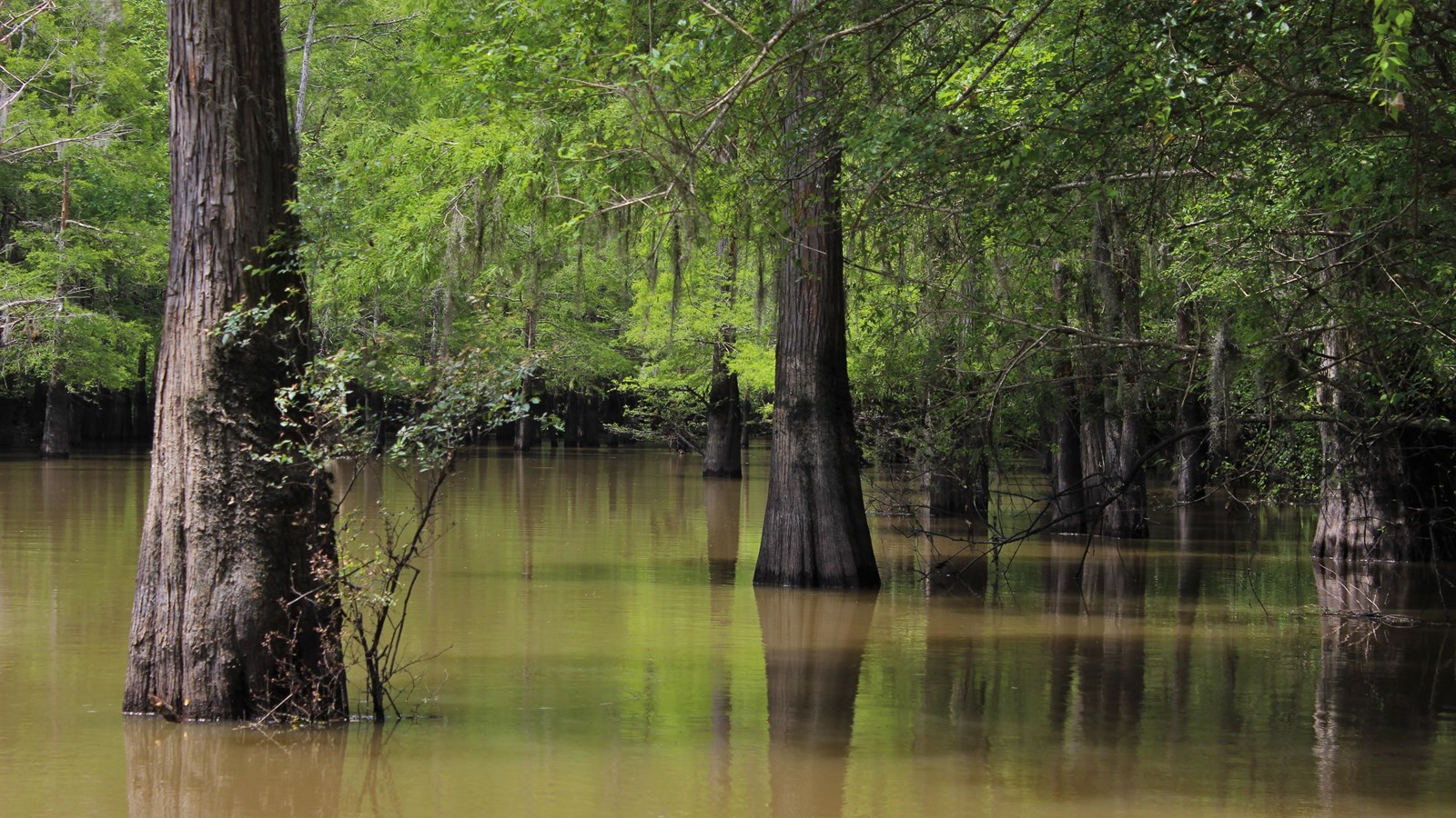 swampy-looking lake with cypress trees growing out of it