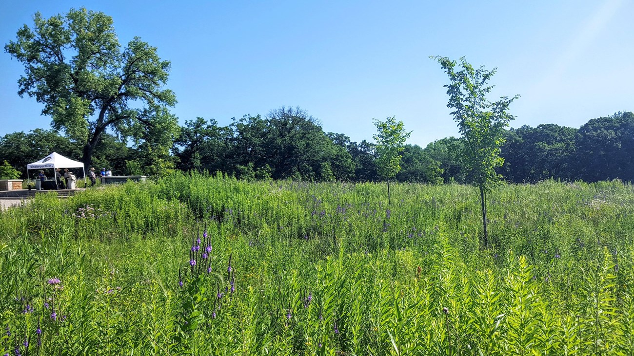 Planted prairie grasses on a summer day.  