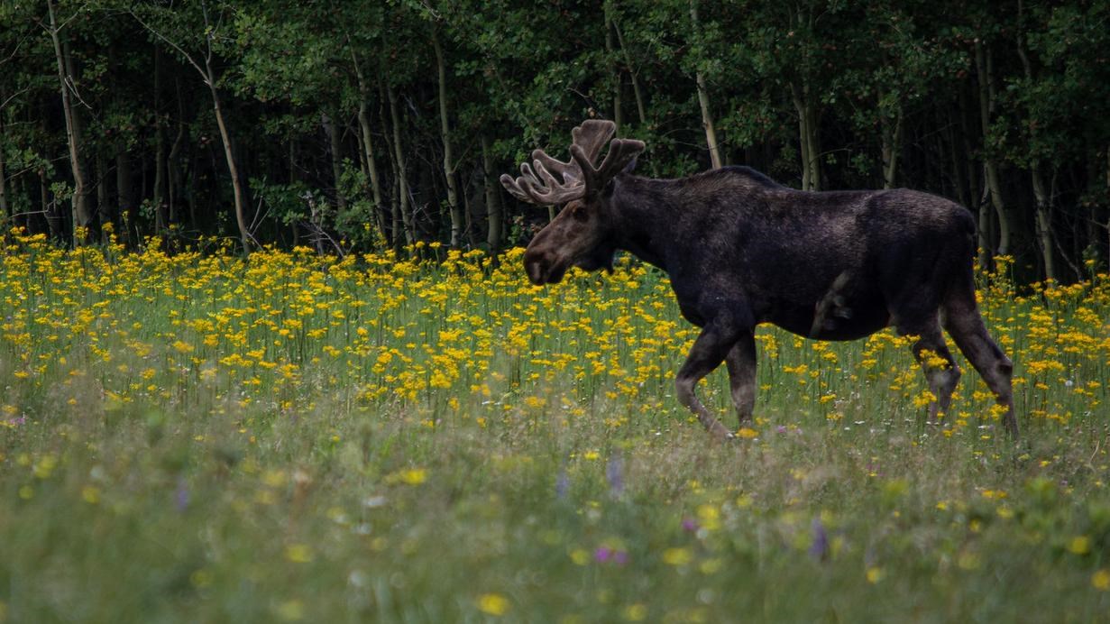 A dark brown moose with light brown velveted antlers stands in a field with yellow flowers.