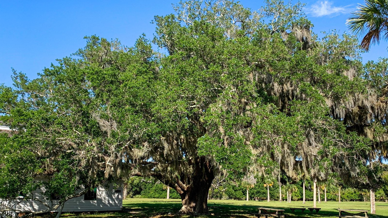 A sprawling tree with wide branches and green leaves.