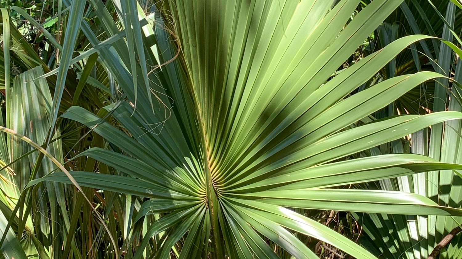 A green palm leaf with a central vein extending through the leaf.