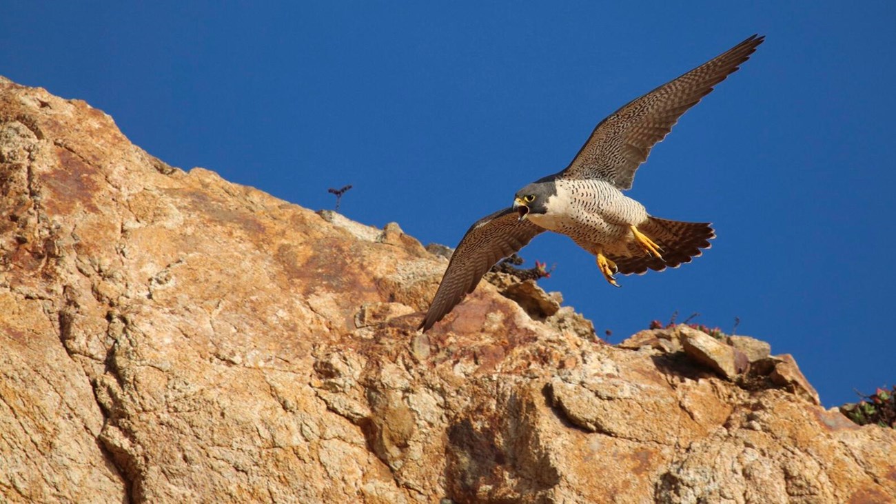 A small falcon with a white breast and yellow feet soars besides a rocky cliff. 