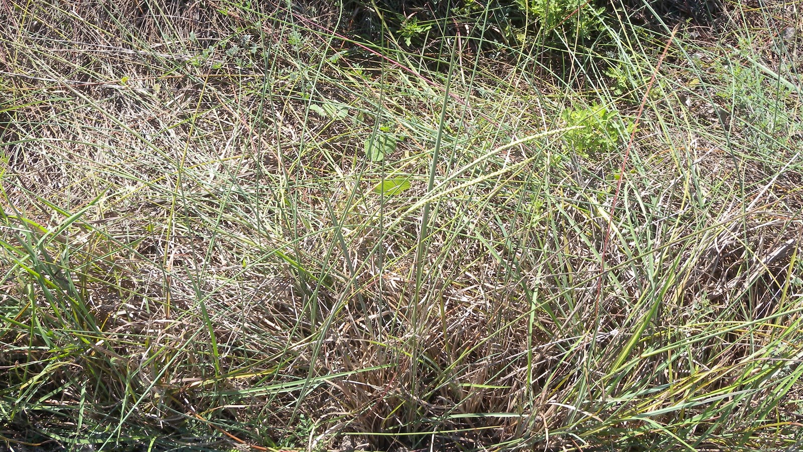 A thick mat of tall grass.