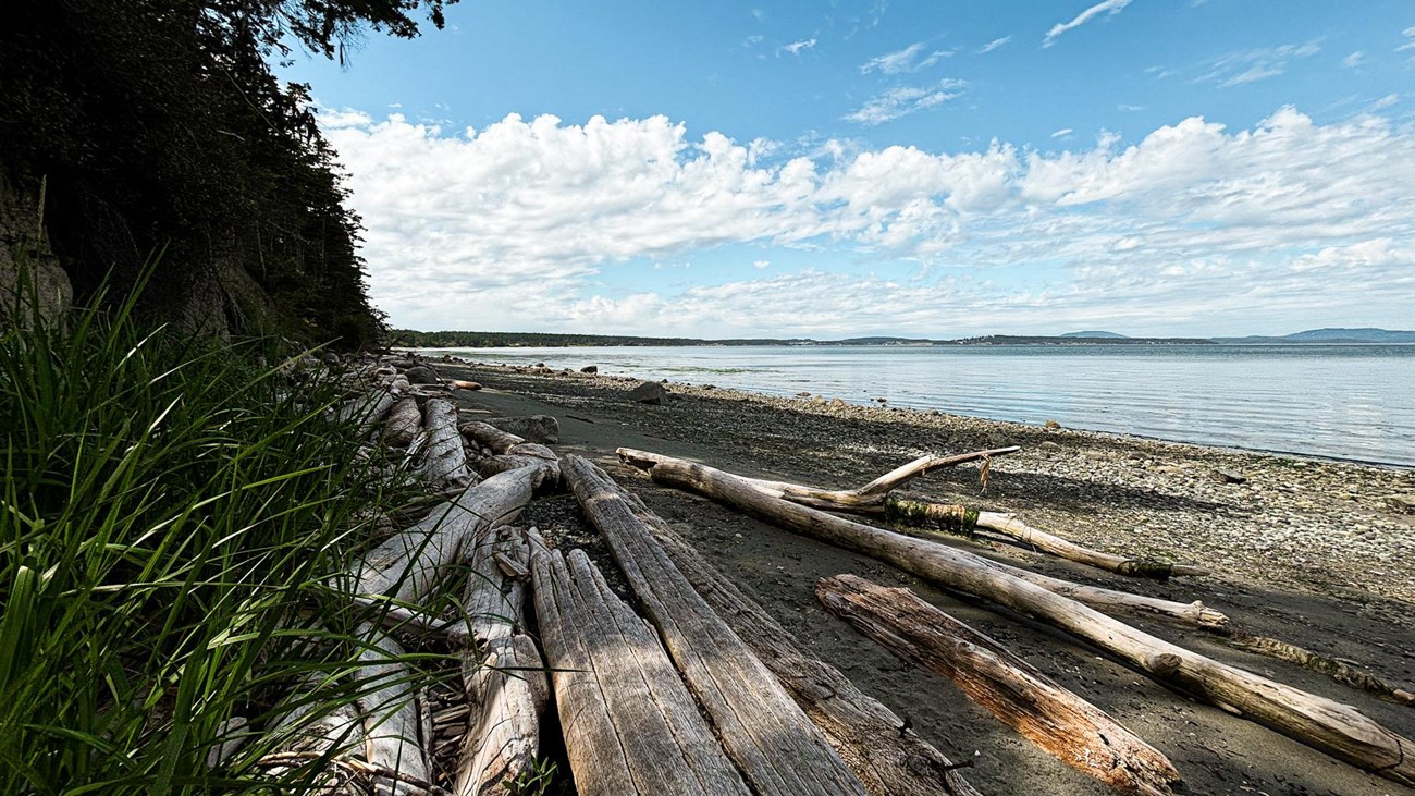 A rocky beach with driftwood on a sunny day