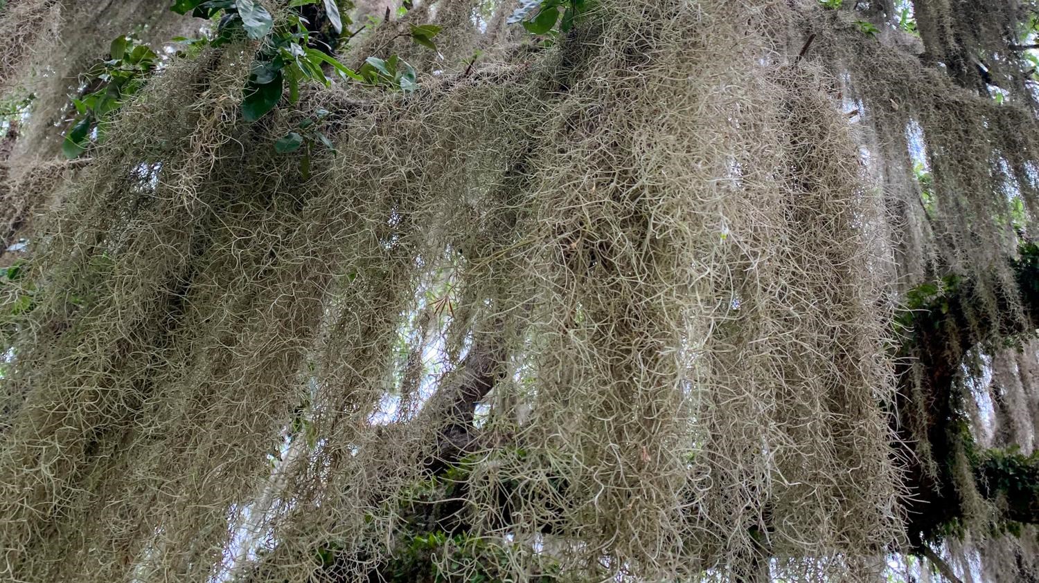 Grey tendrils of Spanish moss drage over a branch