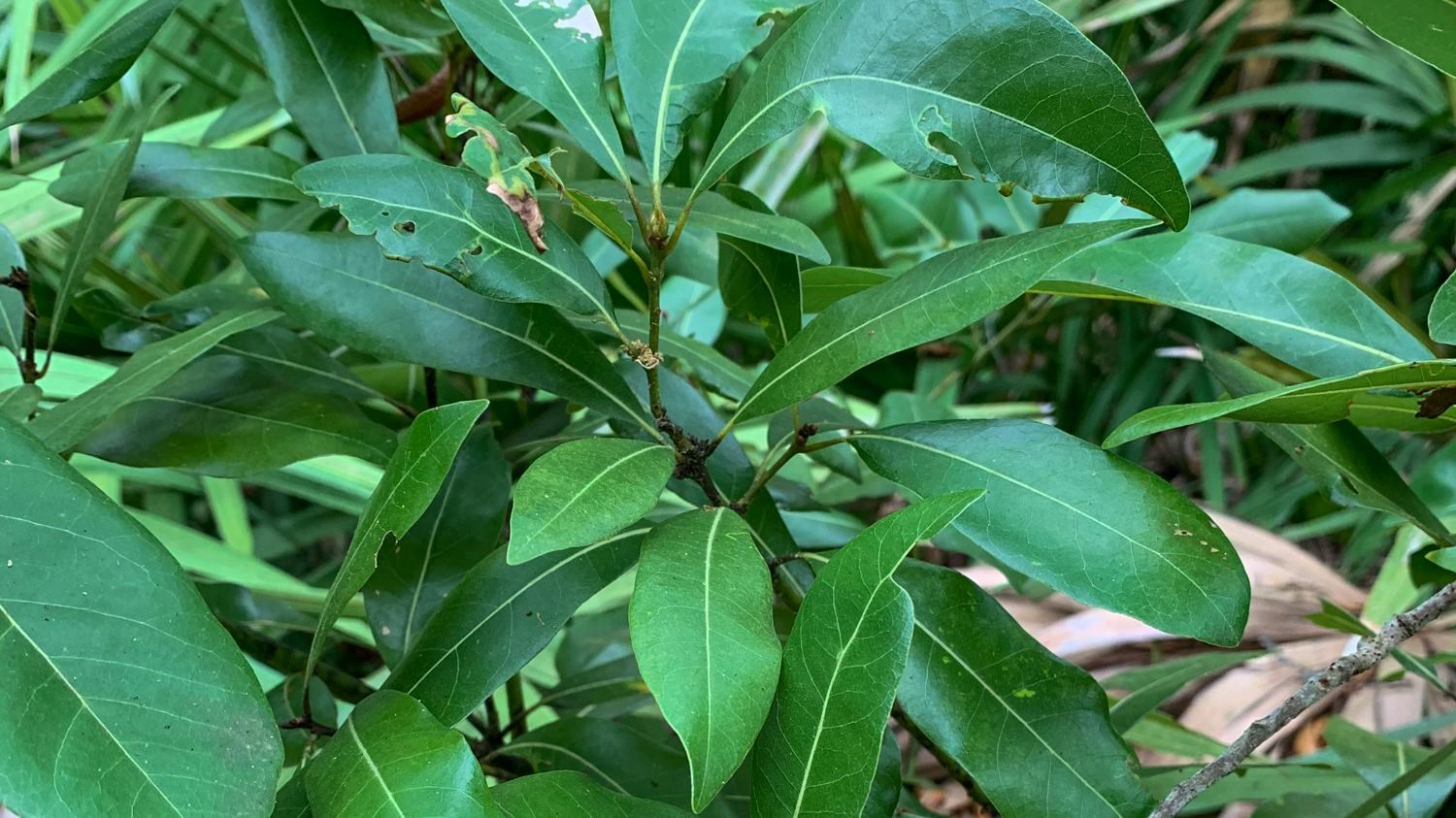 A small tree with ovate, shiny green leaves