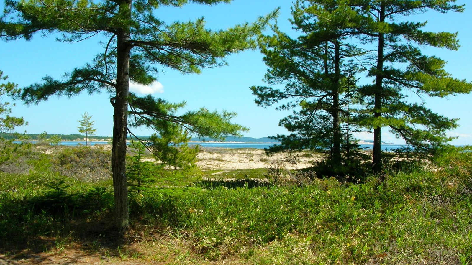 Three pine trees in grassy dune with view of blue lake and sandy beach in background