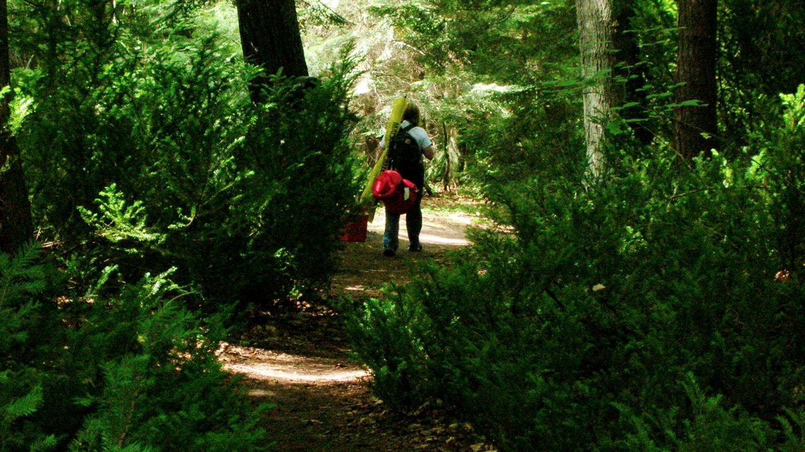 Hiker on trail through tall trees and verdant vegetation