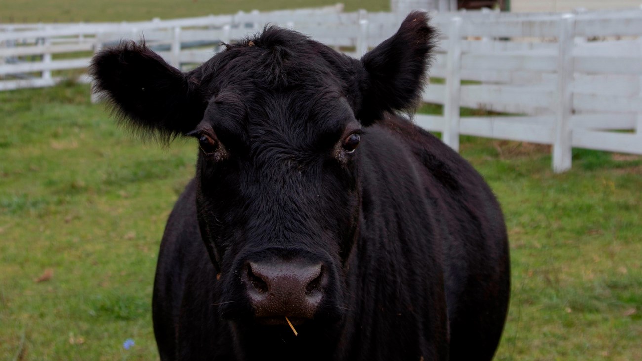 A closeup of a cow looking directly at the camera with a silo in the background.