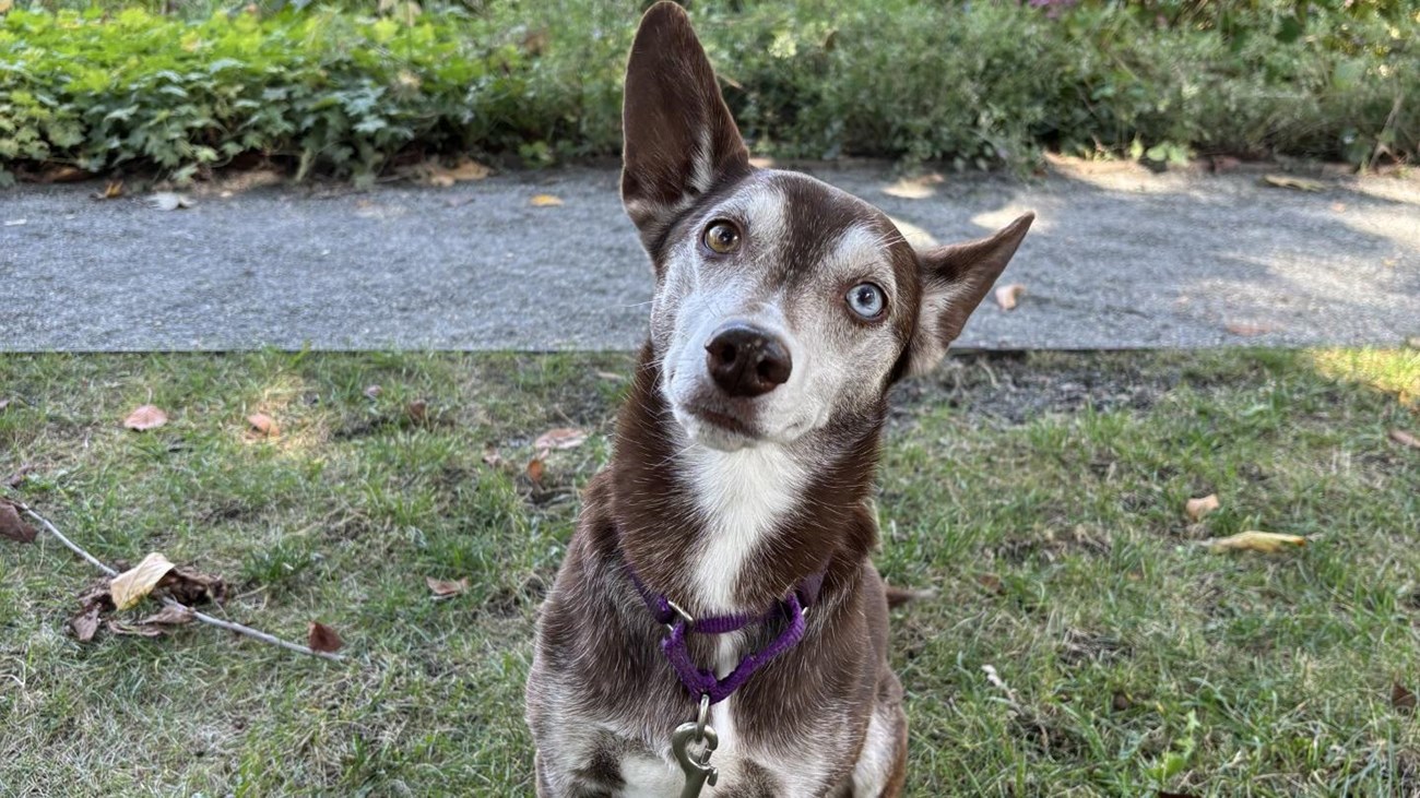 A black and white dogs sits by a garden