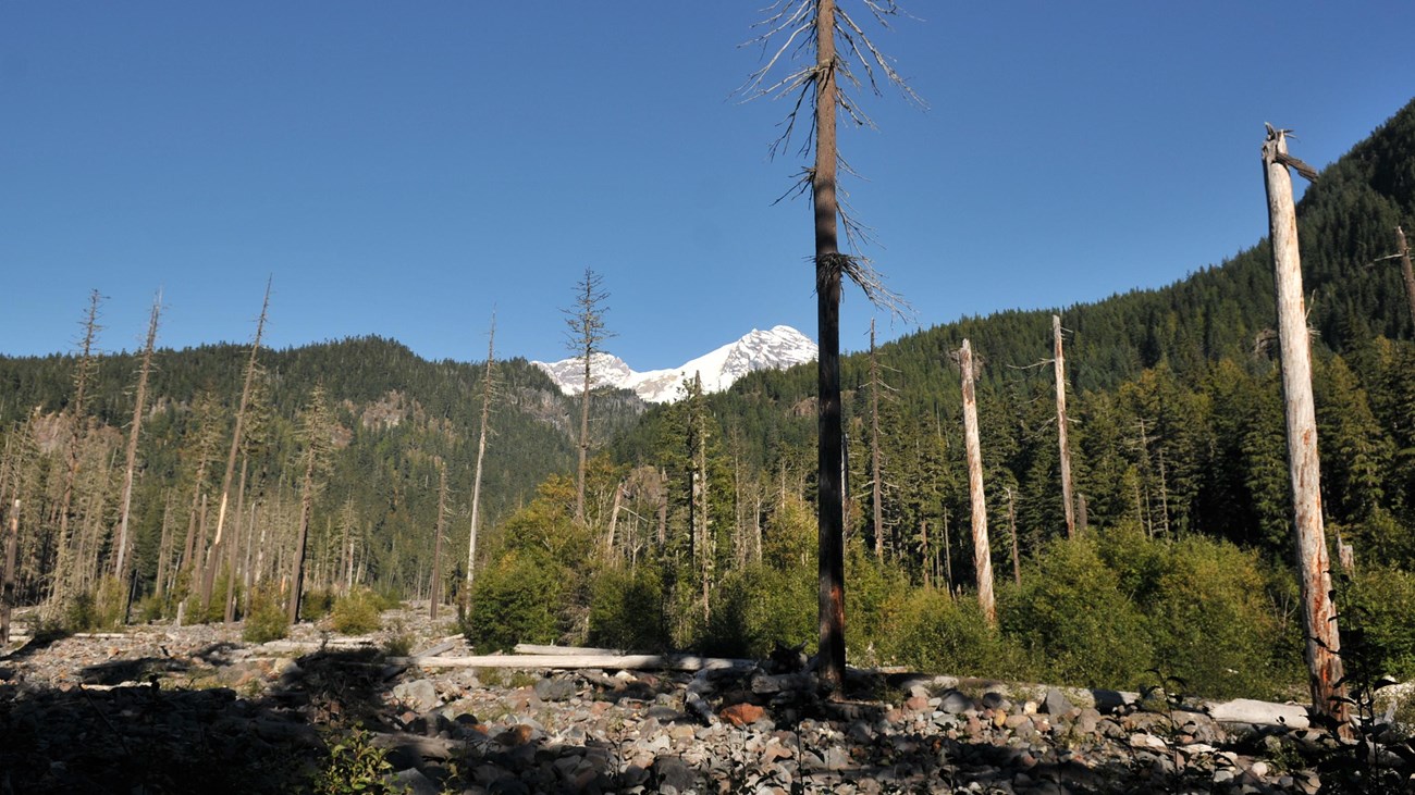 Standing dead trees in a rocky riverbed with the snow-topped top of Mount Rainier beyond a ridge